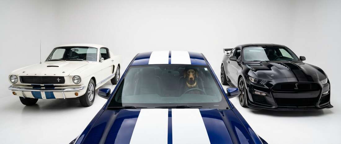 Ford Shelby Touch Up Paint